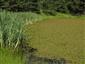 Prirodzené eutrofné a mezotrofné stojaté vody s vegetáciou plávajúcich a /alebo ponorených cievnatých rastlín typu Magnopotamion alebo Hydrocharition