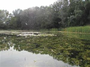 Prirodzené eutrofné a mezotrofné stojaté