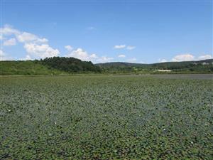 Prirodzené eutrofné a mezotrofné stojaté vody