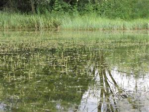 Prirodzené eutrofné a mezotrofné stojaté vody
