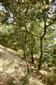 Teplomilné panónske dubové lesy