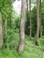 Eurosibírske dubové lesy na spraši a piesku