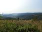 krkavec čierny (5.6.2023)
