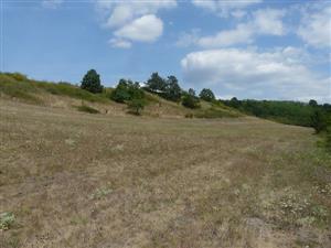 Bory - pohľad na psiarkovú lúku