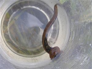Hirudo medicinalis