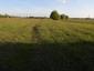 Vrana popolavá (23.5.2023)