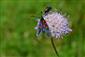 Zygaena trifolii - detail