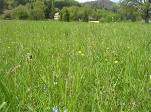 Pohľad na plochu TML