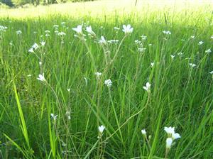 Spoločenstvo so Saxifraga granulata