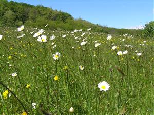 Spoločenstvo biotopu