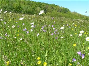 Spoločenstvo biotopu
