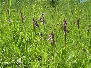 Orchis morio