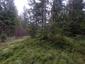 Kukučka obyčajná (jarabá) (29.4.2023)