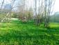 Pinka lesná (29.4.2023)