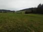 Žltochvost lesný ( hôrny) (29.4.2023)