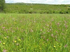 Spoločenstvo s Lychnis-flos cuculi
