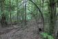 Kukučka obyčajná (jarabá) (23.5.2023)