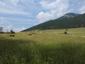 Sýkorka veľká ( bielolíca) (19.5.2023)