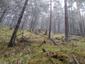 Kukučka obyčajná (jarabá) (18.5.2023)