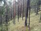 Žltochvost lesný ( hôrny) (18.5.2023)