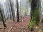 brhlík lesný (obyčajný) (18.5.2023)