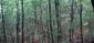 brhlík lesný (obyčajný) (27.5.2023)
