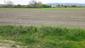 Vrana popolavá (21.5.2023)