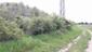 trasochvost biely (21.5.2023)