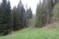 Kukučka obyčajná (jarabá) (30.5.2023)