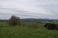 trasochvost biely (30.5.2023)