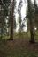 brhlík lesný (obyčajný) (30.5.2023)