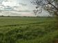 trasochvost biely (25.5.2023)
