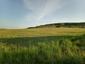 trasochvost biely (28.5.2023)