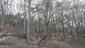 sova lesná (obyčajná) (4.3.2023)