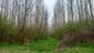 sova lesná (obyčajná) (22.3.2023)