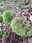 Leucobryum na TML