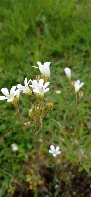Saxifraga bulbifera