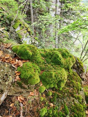 Leucobryum juniperoideum v severnej časti TML