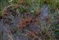 Drosera anglica a D. rotundifolia na TML.