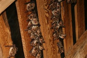 kolónia Myotis myotis v podkroví kostola