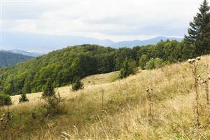 Pohľad na TML - plocha je opustená, zarastá smrekmi.