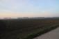 trasochvost biely (27.5.2023)
