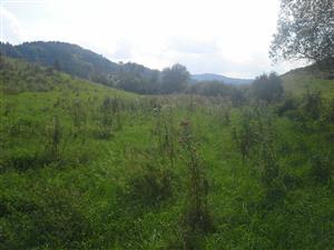 porasty konopáča Eupatorium cannabinum