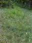 Suchomilné travinnobylinné a krovinové porasty na vápnitom podloží (*dôležité stanovištia Orchideaceae) (1.5.2014)