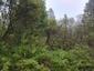 trasochvost biely (25.5.2023)