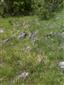 Suchomilné travinnobylinné a krovinové porasty na vápnitom podloží (*dôležité stanovištia Orchideaceae) (1.5.2014)