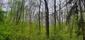 Kukučka obyčajná (jarabá) (27.5.2023)
