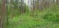 trasochvost biely (27.5.2023)