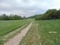 Vlha hájová (obyčajná) (30.5.2023)