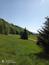 Orešnica perlavá (4.6.2023)